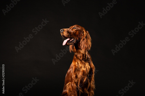 Obraz w ramie Irish Setter panting studio shot