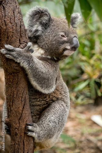 Fototapeta Naklejka Na Ścianę i Meble -  Koala siting on the branch in the zoo. Australia.
