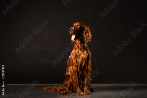 Obraz na płótnie Irish Setter panting studio shot