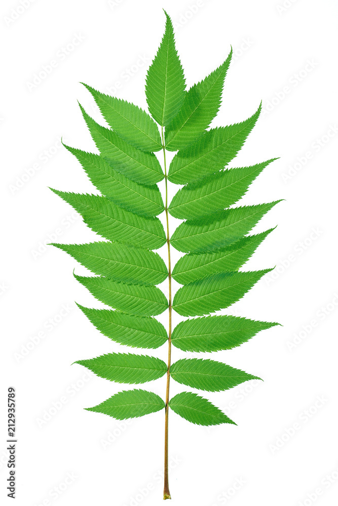 Twig with a row of leaves on a white background