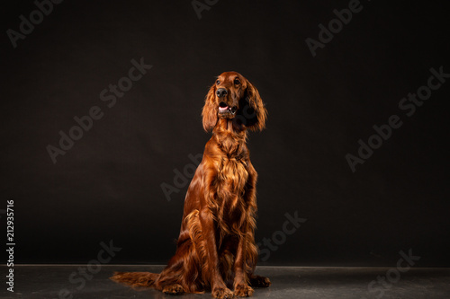 Obraz na płótnie Irish Setter panting studio shot