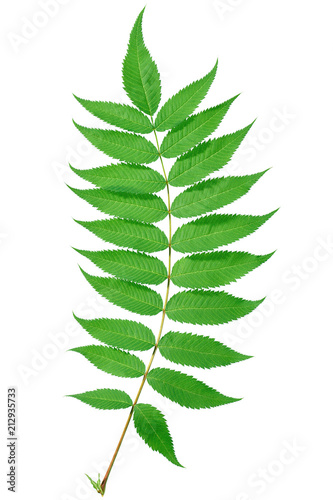 Sprig with green leaves on a white background