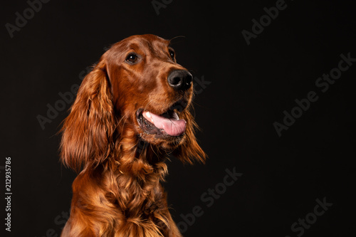Schilderij op canvas Irish Setter panting studio shot