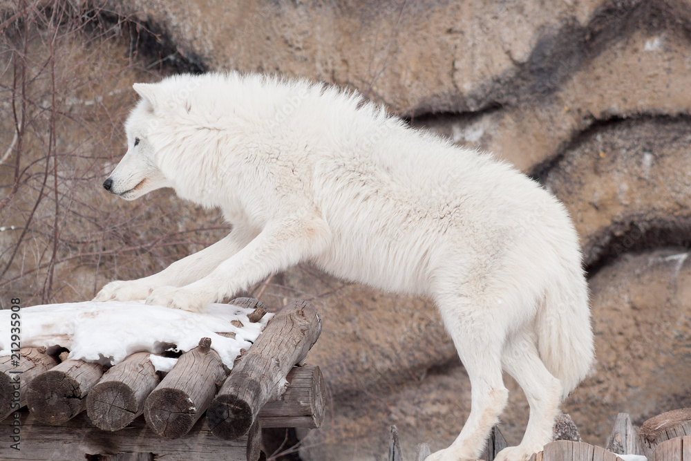 Naklejka premium Wild alaskan tundra wolf. Canis lupus arctos. Polar wolf or white wolf.