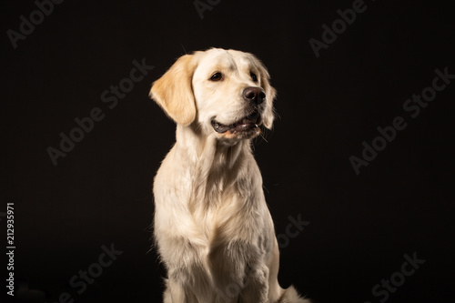 beige Labrador retriever dog sitting in front of isolated black background