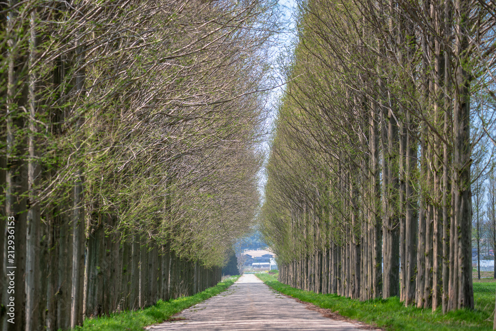 春の並木道 Stock Photo Adobe Stock 春の並木道 Stock Photo Adobe Stock