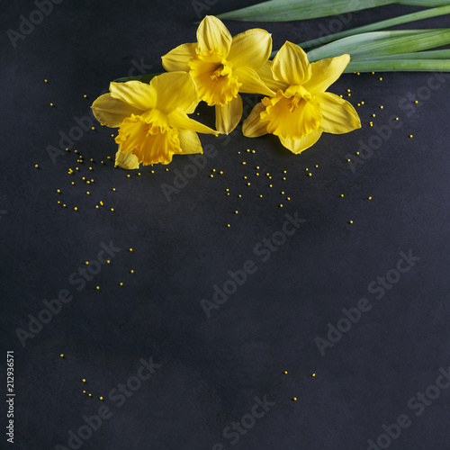 Fototapeta Naklejka Na Ścianę i Meble -  Three yellow narcissus on dark background.