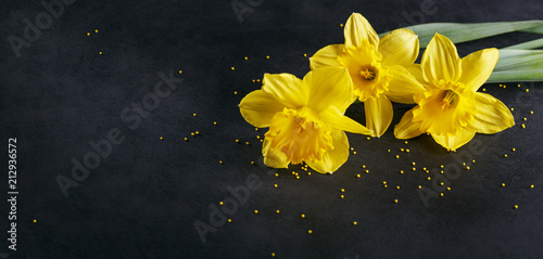 Fototapeta Naklejka Na Ścianę i Meble -  Three yellow narcissus on dark background.