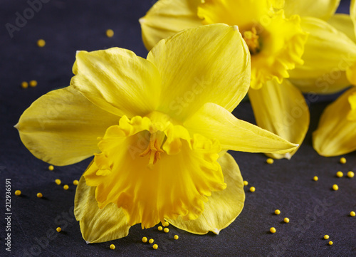 Fototapeta Naklejka Na Ścianę i Meble -  Three yellow narcissus on dark background.