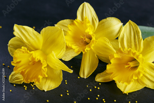 Fototapeta Naklejka Na Ścianę i Meble -  Three yellow narcissus on dark background.