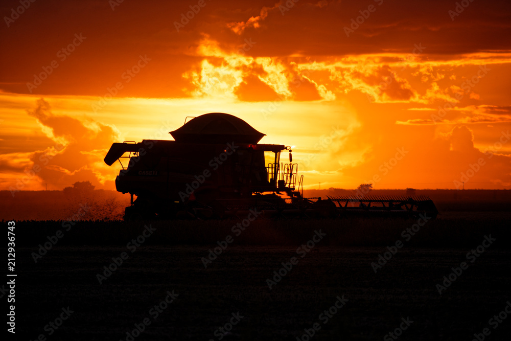 Fototapeta premium Soybeans harvest at sunset in Brazil