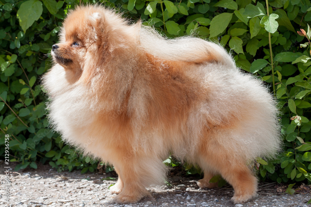 Cute pomeranian spitz. Deutscher spitz or zwergspitz. Cute pomeranian spitz. Deutscher spitz or zwergspitz.