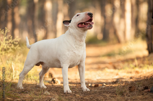 white dog breed bull Terrier on a walk, a beautiful portrait
