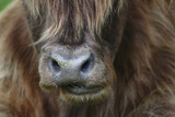 Hochland Kuh, Highland cattle mit braunem Fell und großen Hörnern auf der Wiese