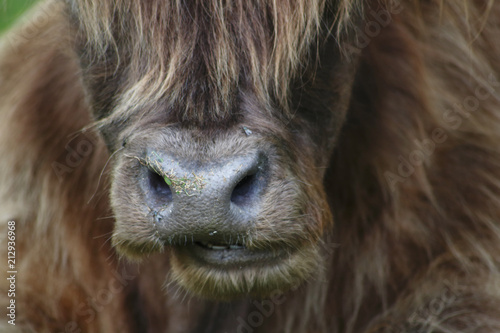 Hochland Kuh, Highland cattle mit braunem Fell und großen Hörnern auf der Wiese