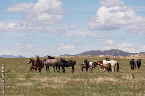 Wild Horses in Utah in Summer © natureguy