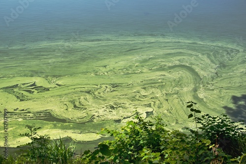 cyanobacteria on the water surface photo