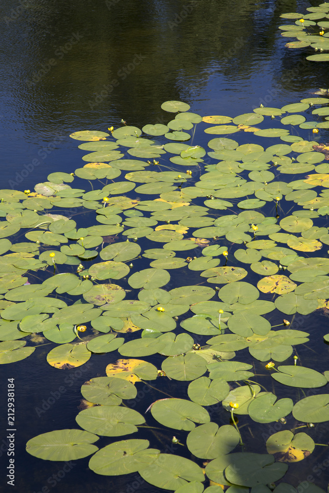 Water Lily Background, Castle Moat; Copenhagen Water Lily Background, Castle Moat; Copenhagen