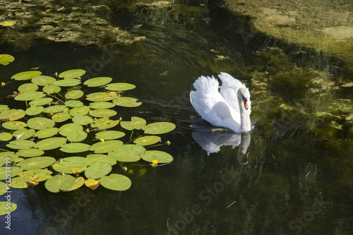Photography Swan and Water Lilies, Castle Moat; Copenhagen