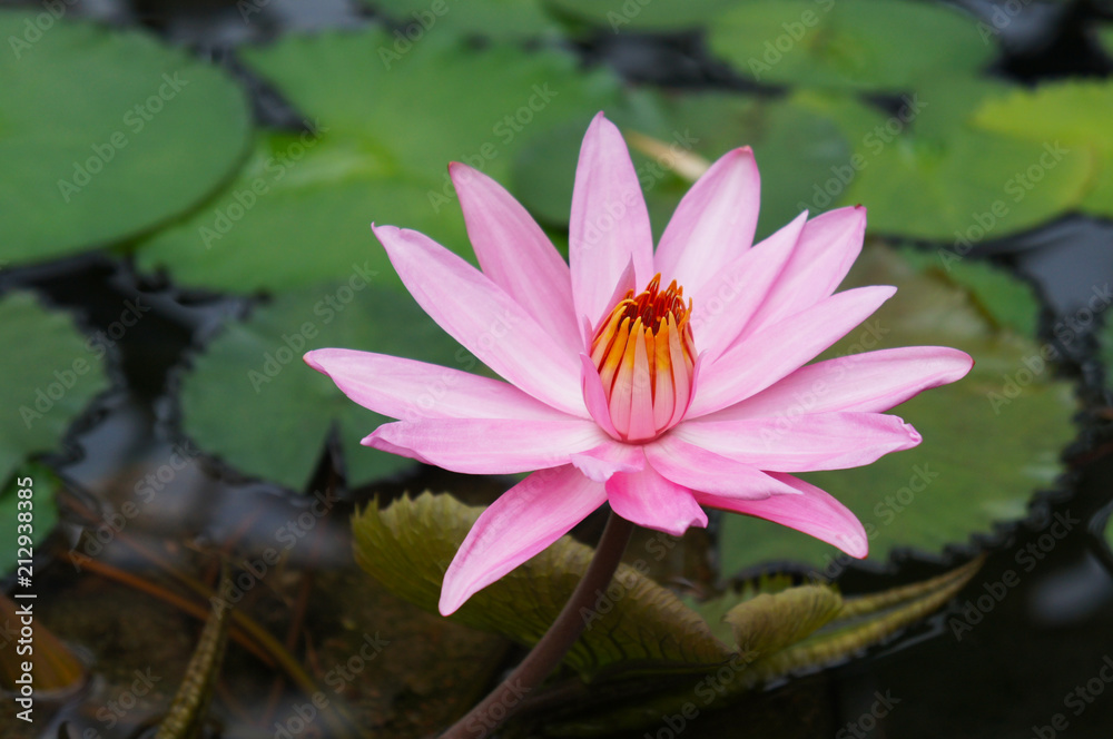 Pink water lily flower head with green Pink water lily flower head with green