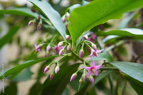 Ardisia elliptica or shoebutton ardisia or duck's eye or coralberry pink flowers