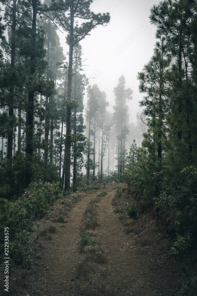 Obraz premium Nature and vulcanic landscapes in Tenerife, Spain