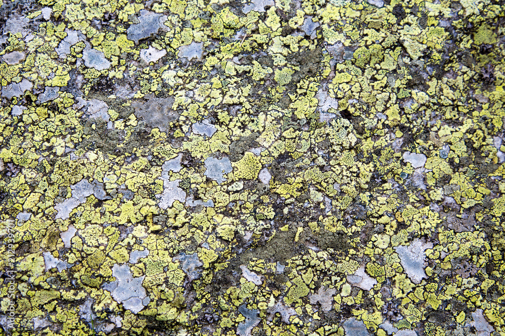 Background texture granite covered in yellow / green lichen, a composite organism that arises from algae or cyanobacteria. Background texture granite covered in yellow / green lichen, a composite organism that arises from algae or cyanobacteria.