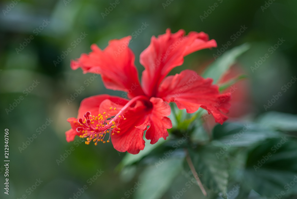 Colorful exotic flower after the rainy season Colorful exotic flower after the rainy season