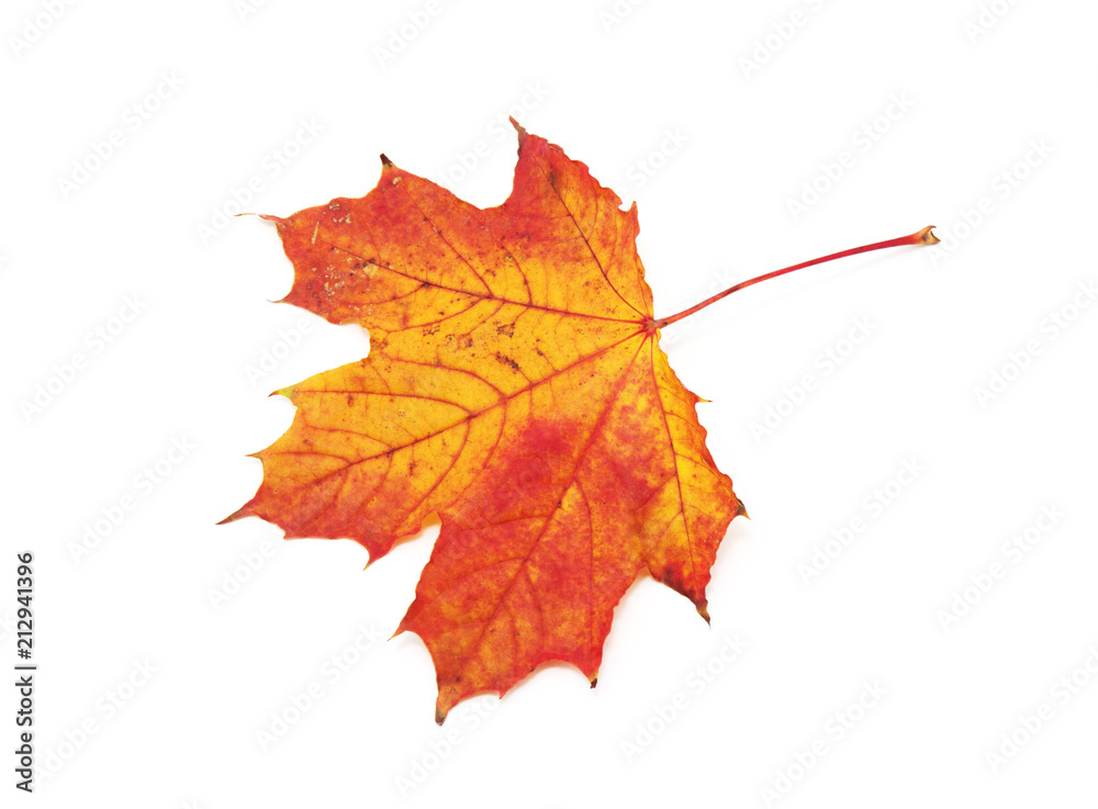 autumn maple leaf isolated on white background autumn maple leaf isolated on white background