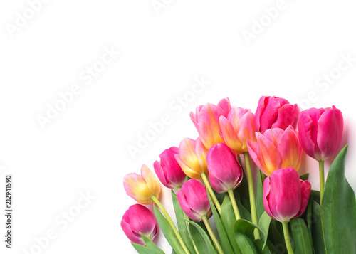 Pink tulip on white background. © nata777_7
