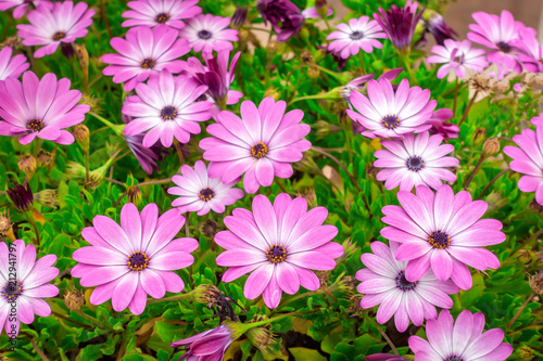 beautiful meadow of african daisies Dimorphoteca, Osteospermum  like background in park, close up