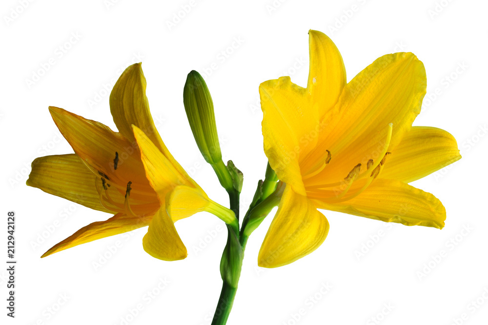 Yellow daylily isolated on white background Yellow daylily isolated on white background