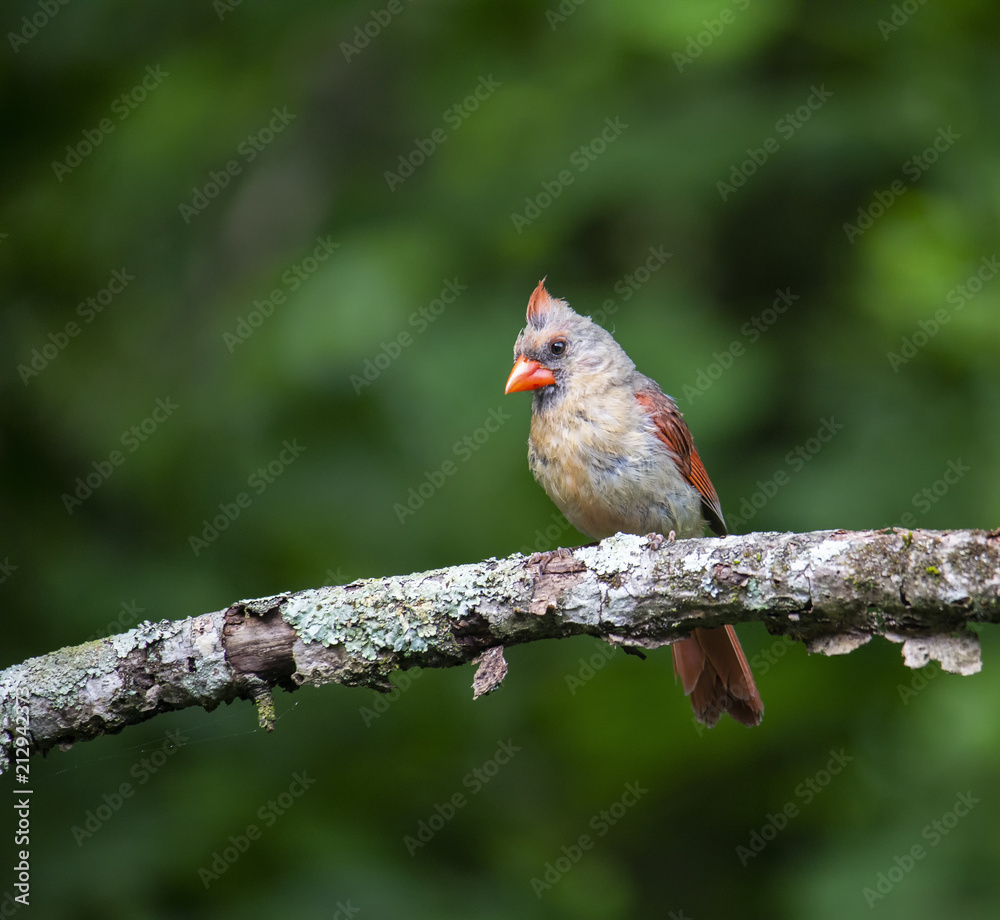 Female Cardinal Perches in Apple Tree Female Cardinal Perches in Apple Tree