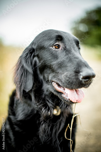 The Flat Coat Retriever