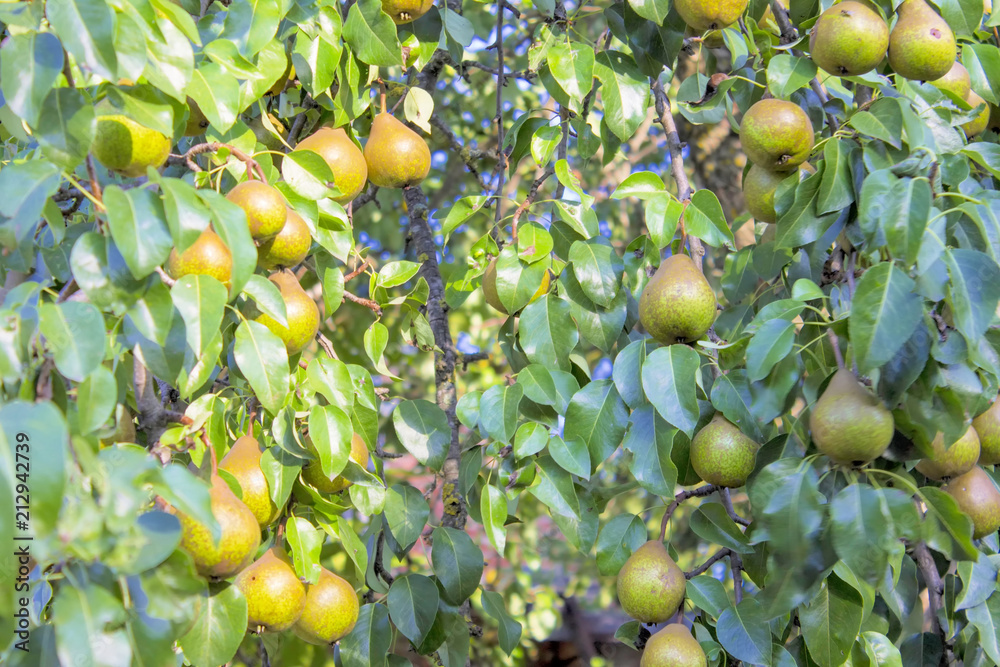 Pear tree, fresh pears in orchard. Pear tree, fresh pears in orchard.