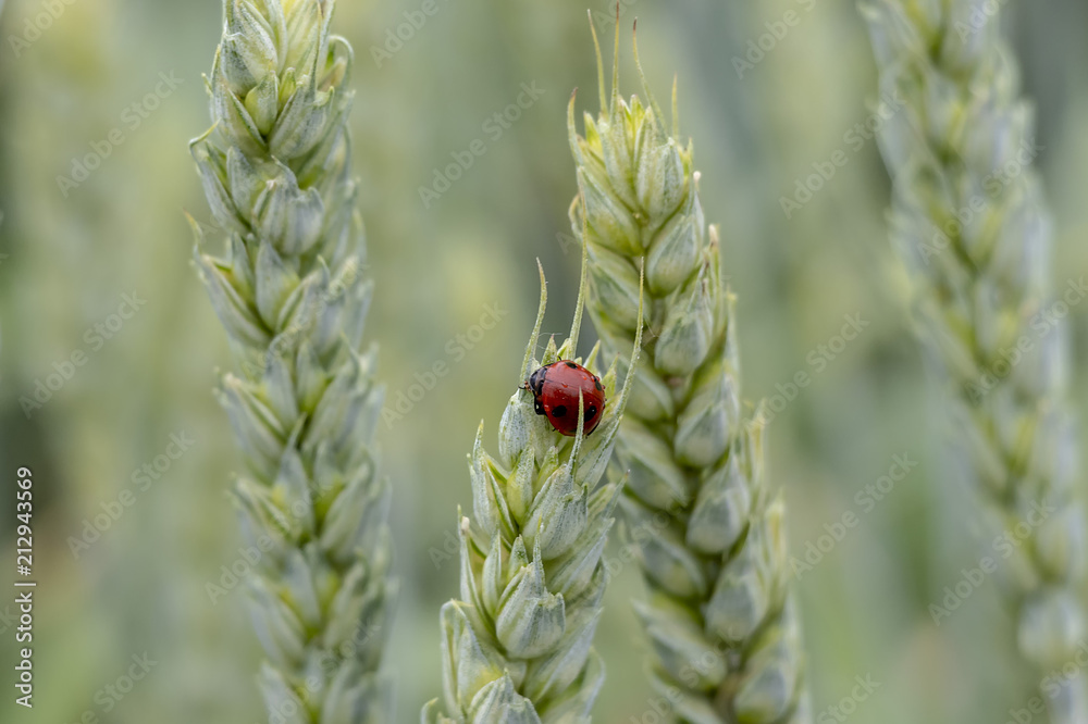 Juicy fresh ears of young green wheat and ladybug on nature in spring summer field close-up of macro Juicy fresh ears of young green wheat and ladybug on nature in spring summer field close-up of macro