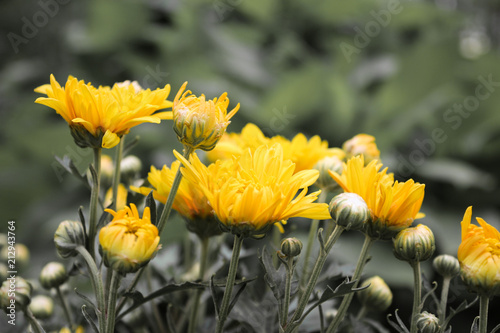 Bright yellow golden-daisy (chrysanthemum)