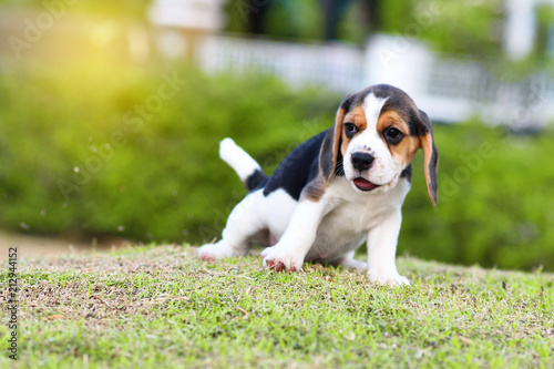 Photography Cute little Beagle playing alone in garden