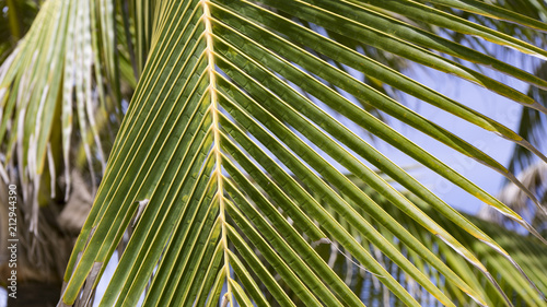 Palm leaves on a hot summer day.