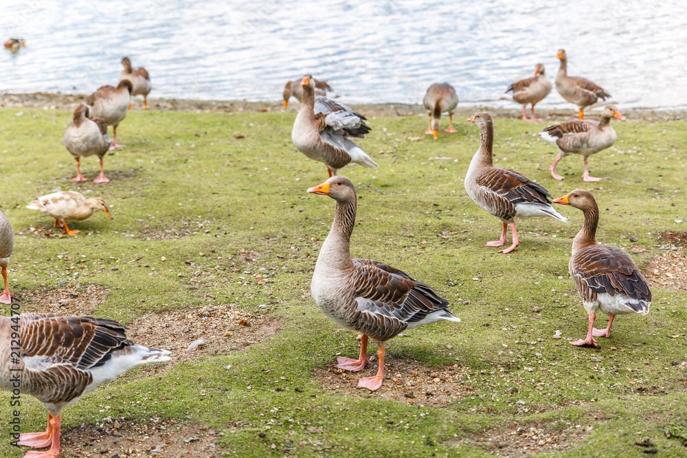 Ducks of different sizes walk on the shore of a large river Ducks of different sizes walk on the shore of a large river
