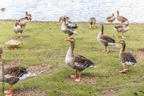 Ducks of different sizes walk on the shore of a large river