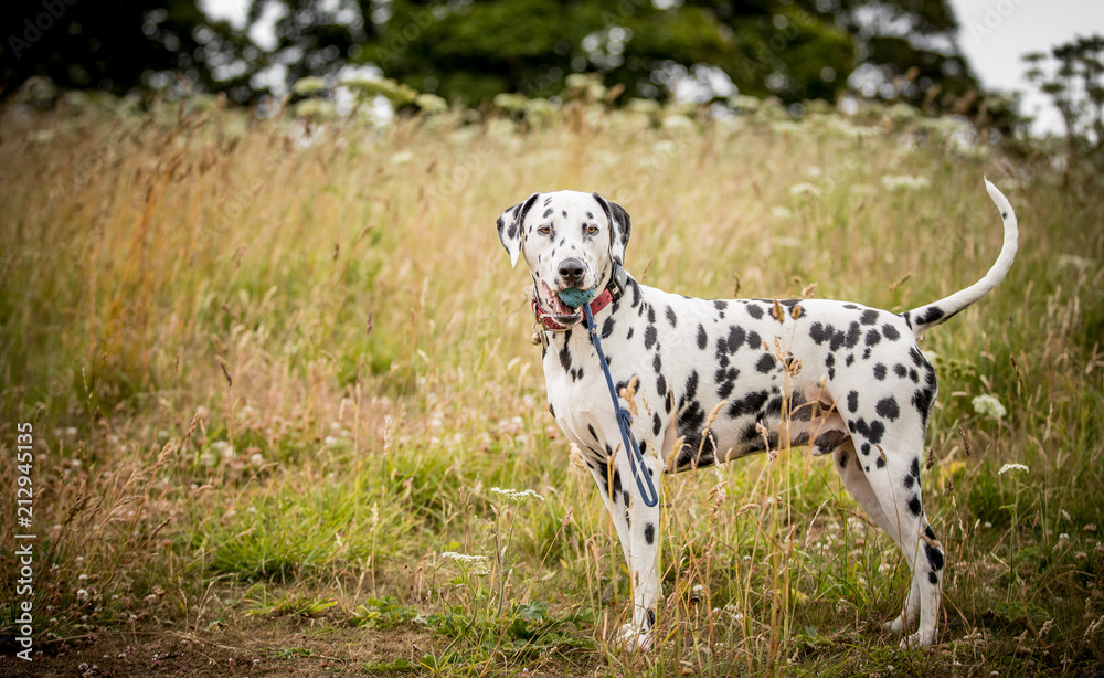 The Dalmatian The Dalmatian