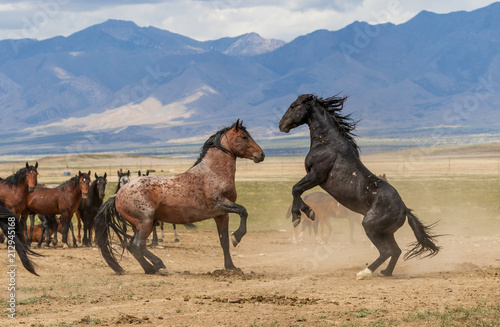 Wild Horse Stallions Fighting