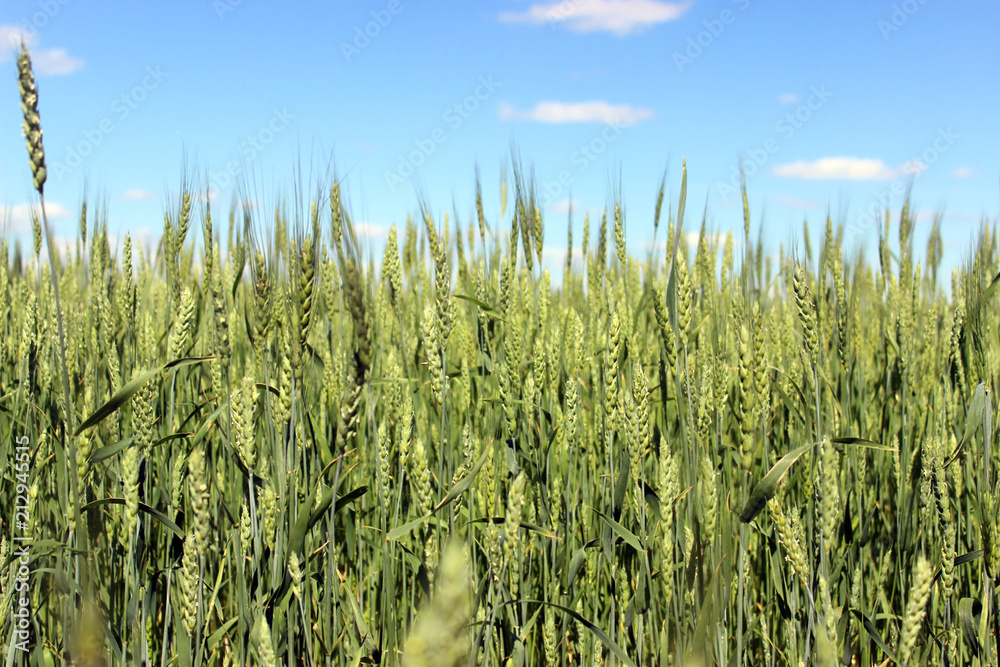 Obraz premium Rye field