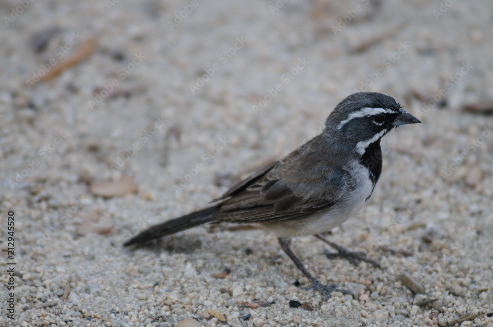 A Black Throuted Sparrow sitting on a tree in Joshua Tree National Park