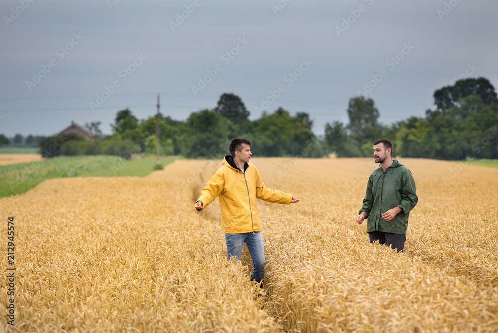 Farmers walking in wheat field Farmers walking in wheat field