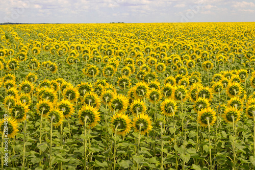 Field of sunflowers back. Blooming sunflowers meadow. Summer sunny landscape. Agriculture and farm background. Countryside concept. 