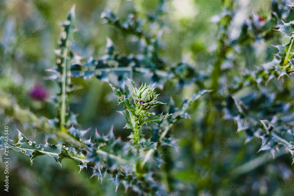 Buds and thorny thistle leaves, soft focus. Floral background. Buds and thorny thistle leaves, soft focus. Floral background.