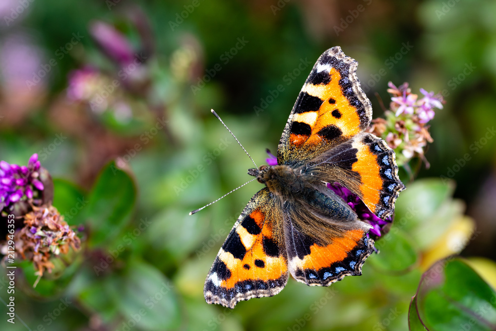 A Small Tortoiseshell butterfly covered in pollen resting on some green plants in the summer A Small Tortoiseshell butterfly covered in pollen resting on some green plants in the summer