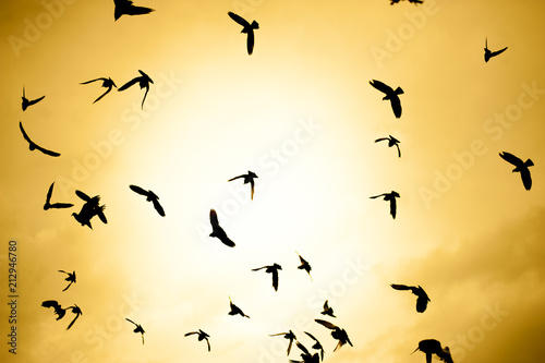 flock of birds on a sunset